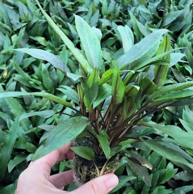 Cryptocoryne undulatus in pot